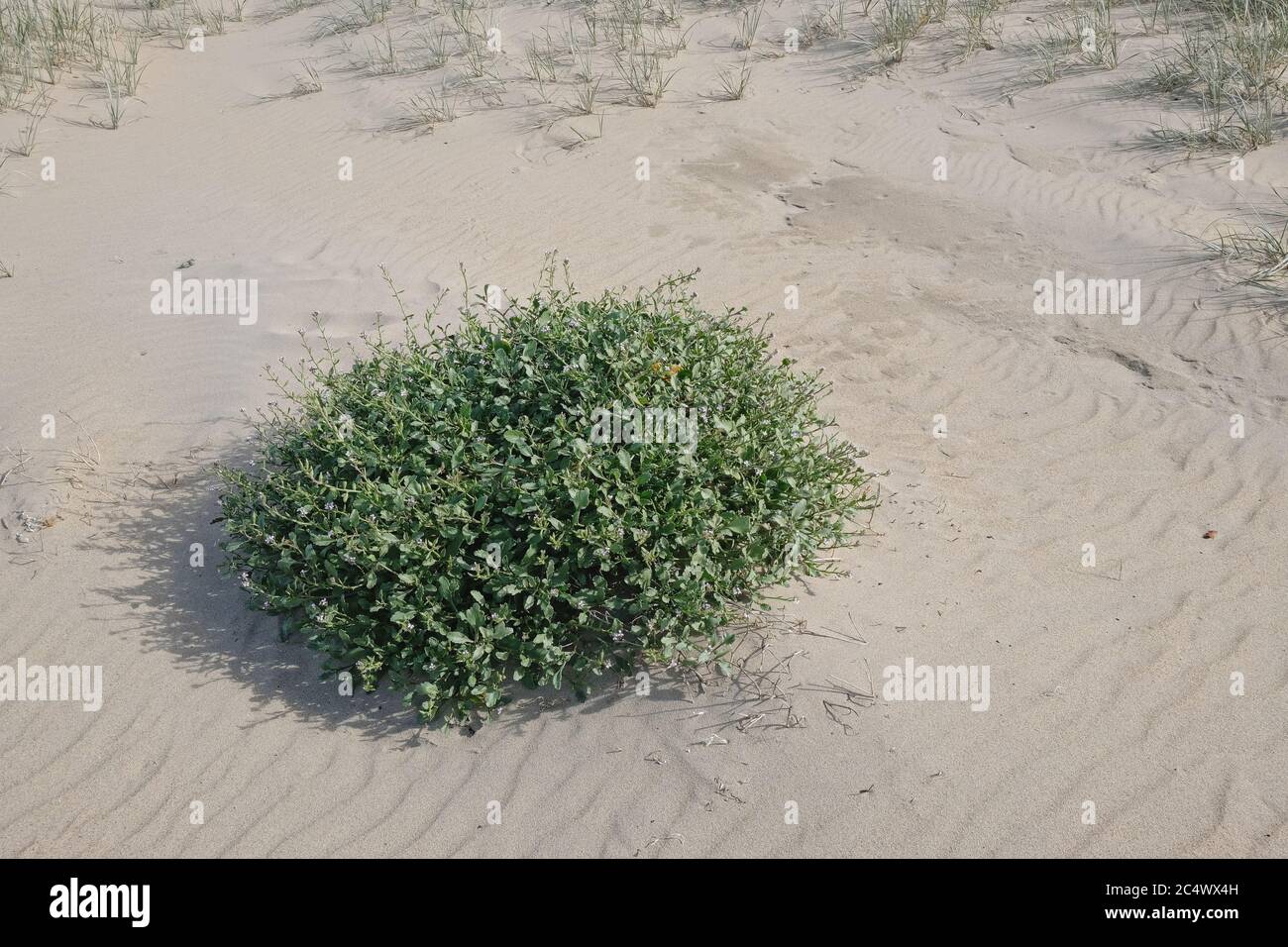 Looking down at a small shruby plant growing in the sand by the sea. Sparse grasses growing in the distance. Stock Photo