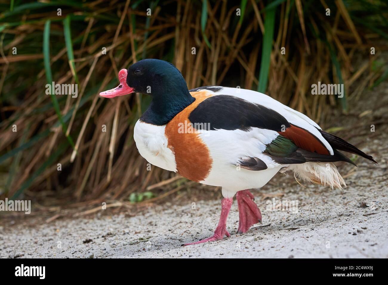 Shell Bird Common shelduck in natural habitat (Tadorna tadorna Stock Photo - Alamy
