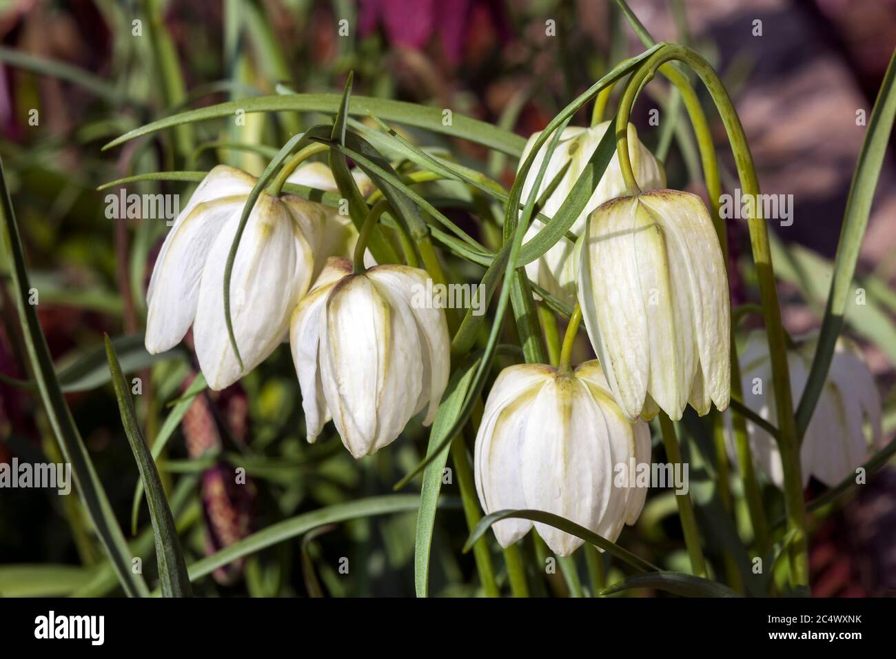 Fritillaria meleagris alba commonly known as snake's head fritillary a ...