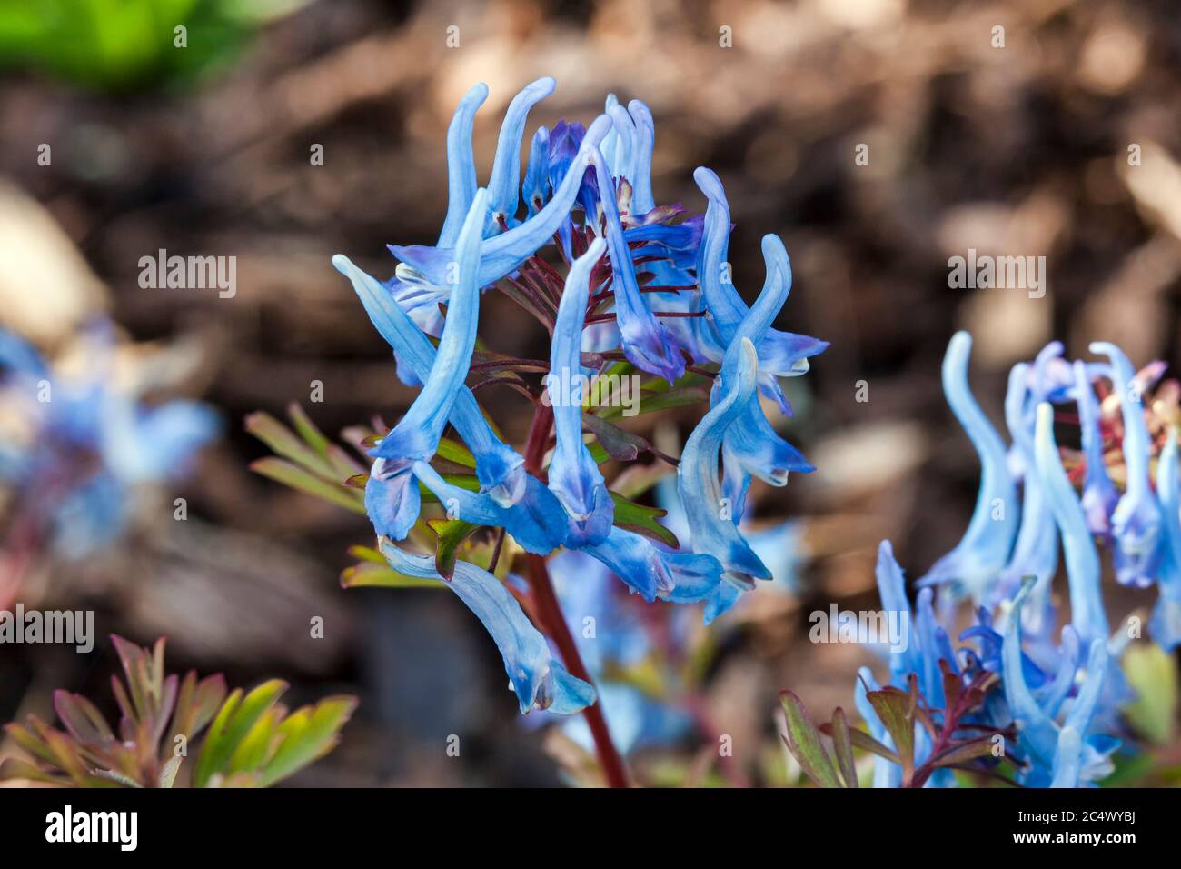 Corydalis flexuosa 'China Blue' a spring rhizomatous perennial flower plant Stock Photo