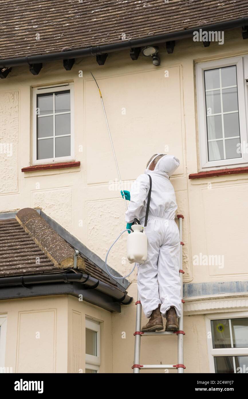 Unidentifiable Pest Controller in protective clothing on a ladder spraying wasp killer treatment on the eaves of a house. Hertfordshire, England UK Stock Photo