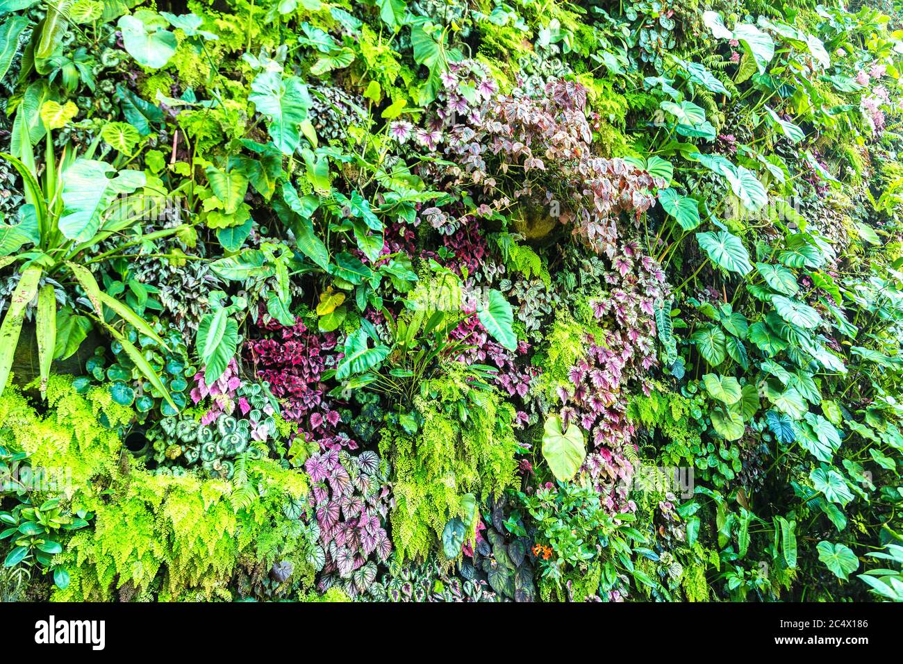 Vertical garden with tropical green leaf and flowers. Nature background ...