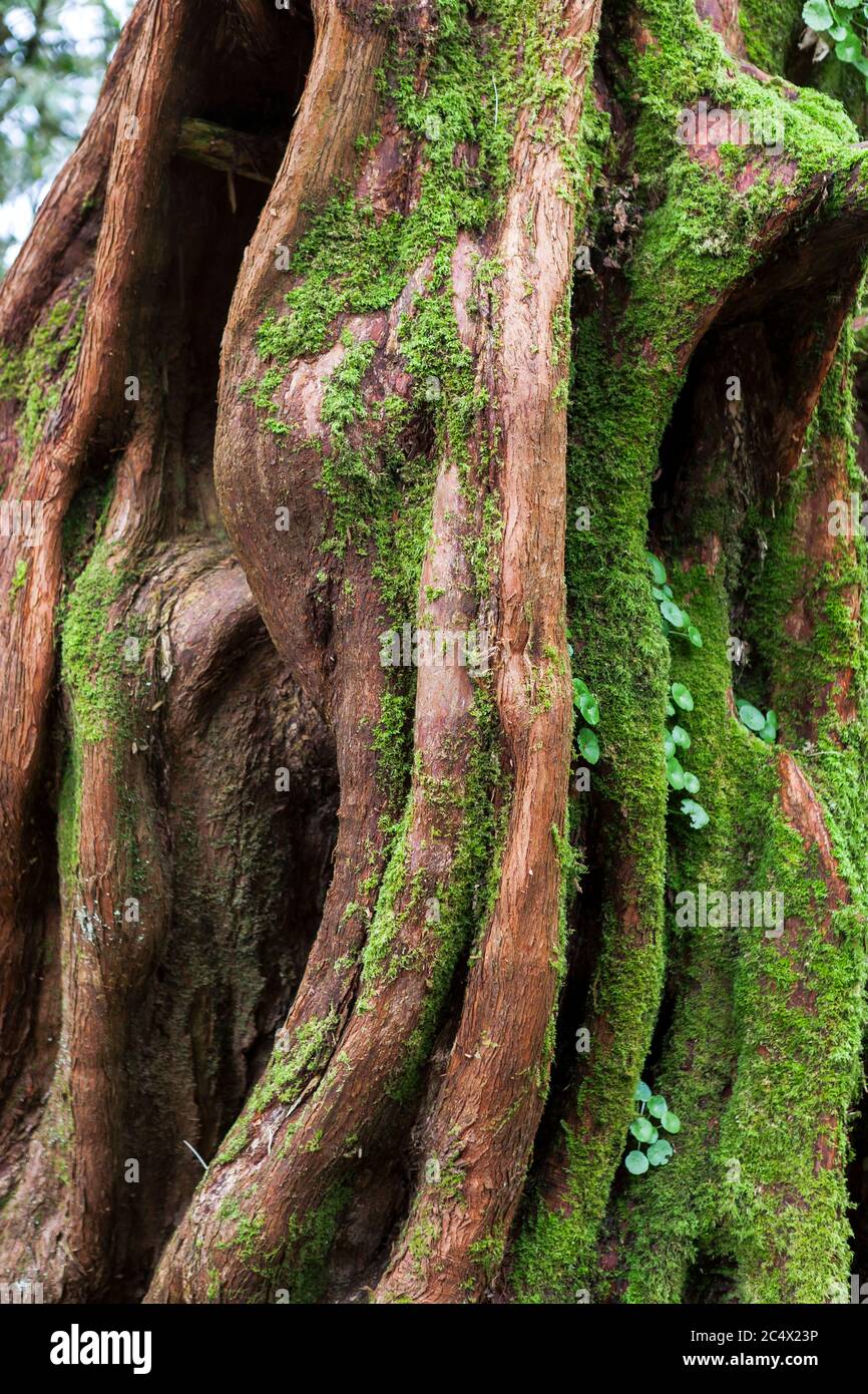 Fluted Engish yew tree trunk bark and buttress (taxus baccata) covered