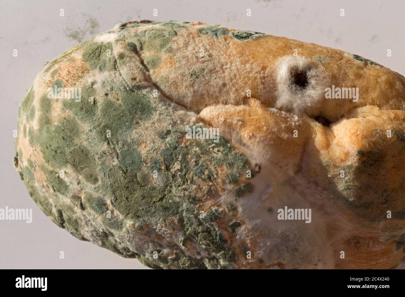 Green mould and white fungus growing on old bread UK Stock Photo