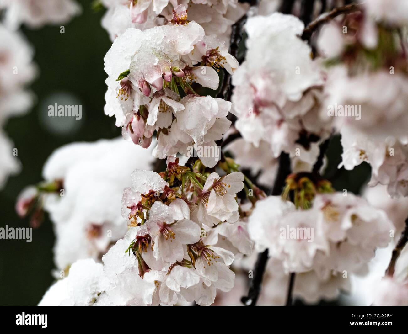 Page 3 Cherry Blossoms In Snow High Resolution Stock Photography And Images Alamy