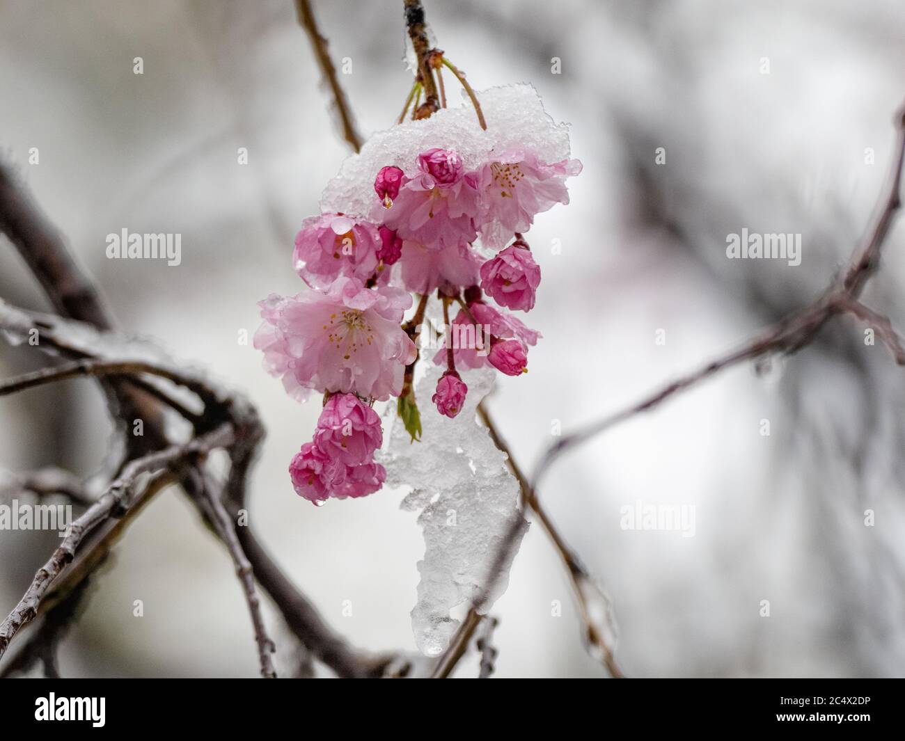 Japanese Cherry Blossoms Sakura Bloom While Covered In Snow In A Small Park Near Yokohama Japan During A Rare Spring Winter Storm Stock Photo Alamy