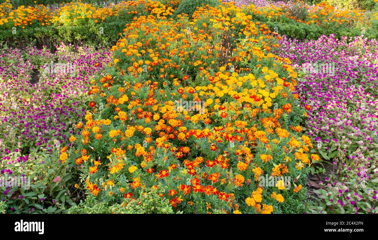 the lawn is planted with colorful flowers Stock Photo - Alamy