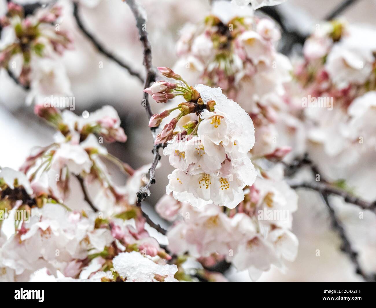 Japanese Cherry Blossoms Sakura Bloom While Covered In Snow In A Small Park Near Yokohama Japan During A Rare Spring Winter Storm Stock Photo Alamy