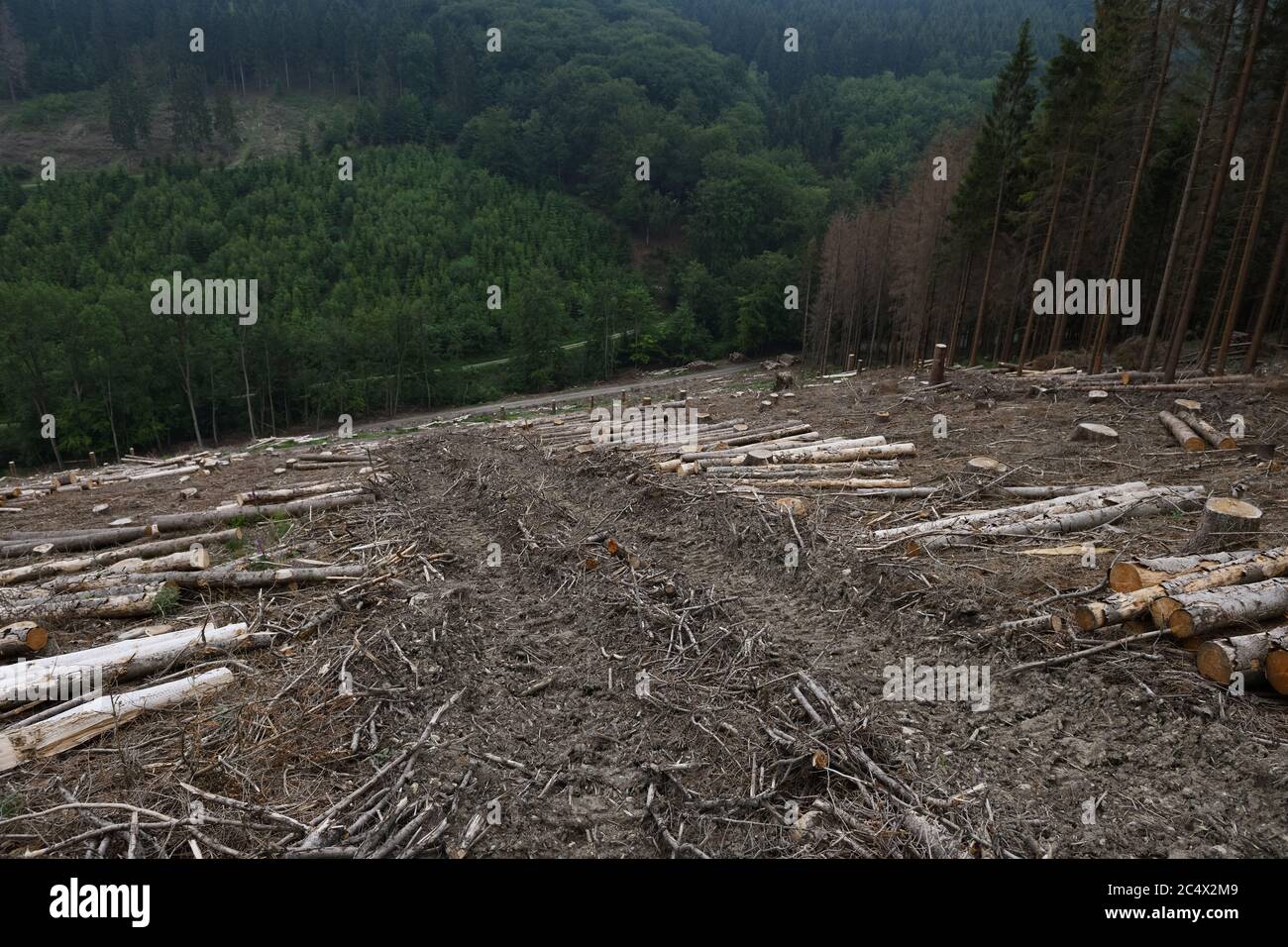 Forest harvester tracks leading through a clear cutting area in the forest, forest dieback, spruce dieback after bark beetle attack, Sauerland, German Stock Photo
