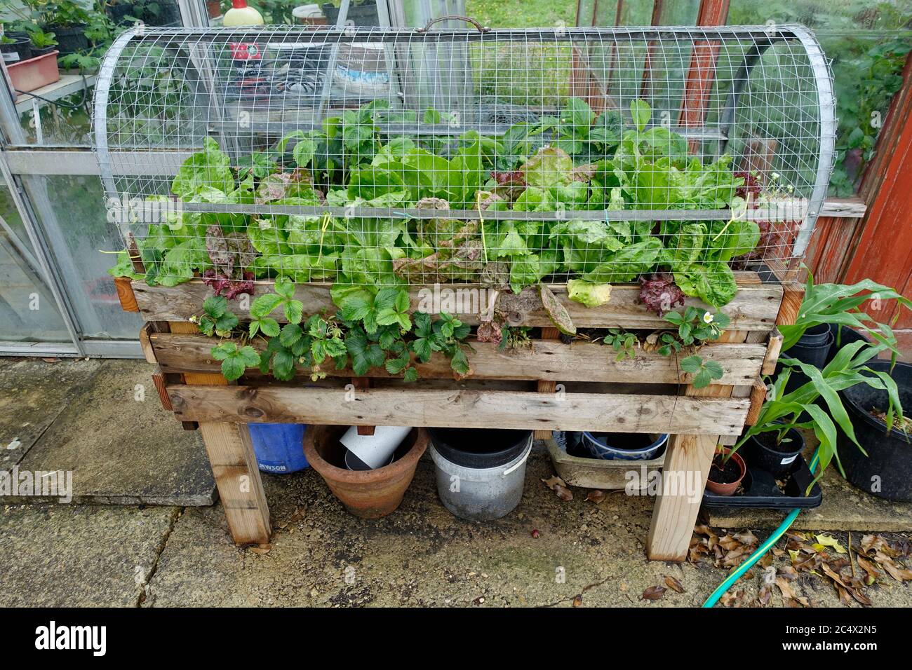 Strawberry raised bed hi-res stock photography and images - Alamy