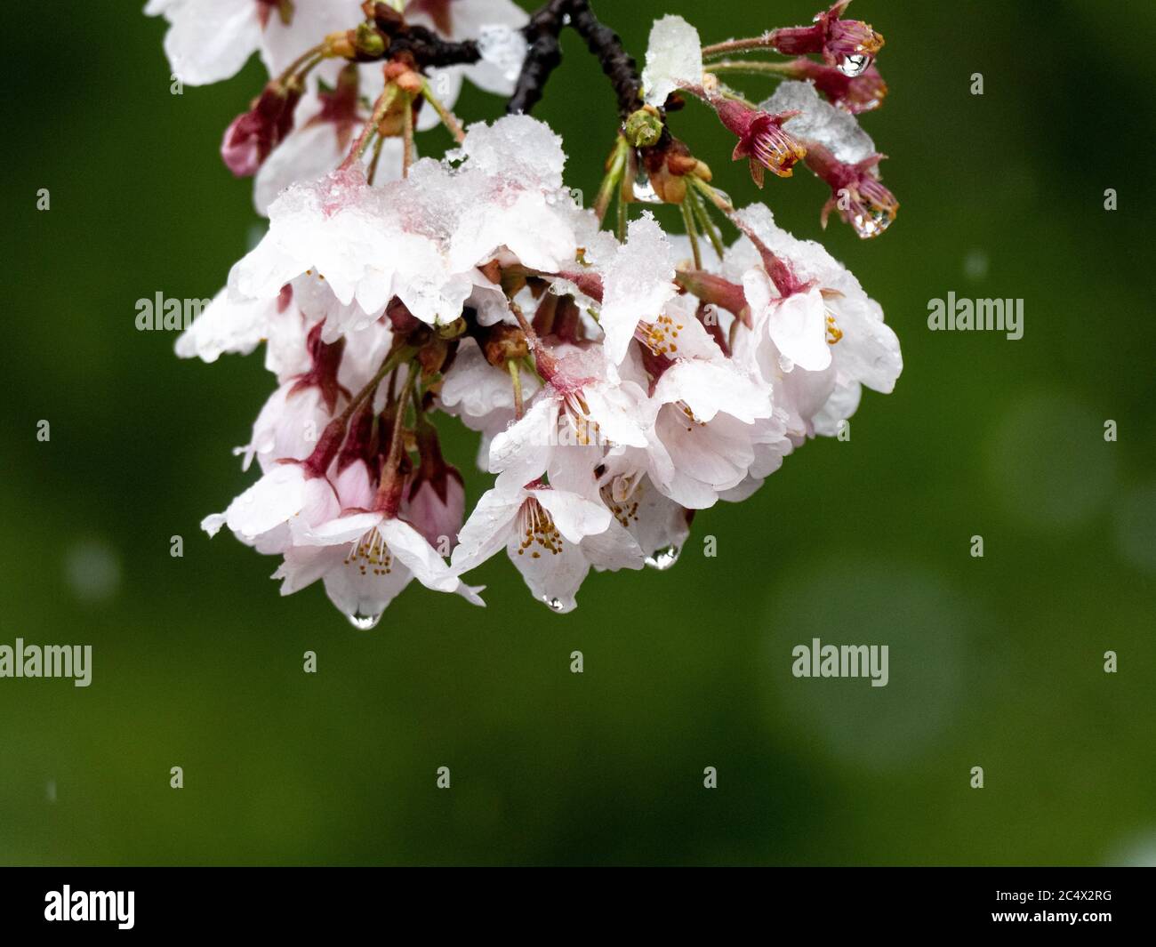 Japanese cherry blossoms, sakura, bloom while covered in snow in a ...