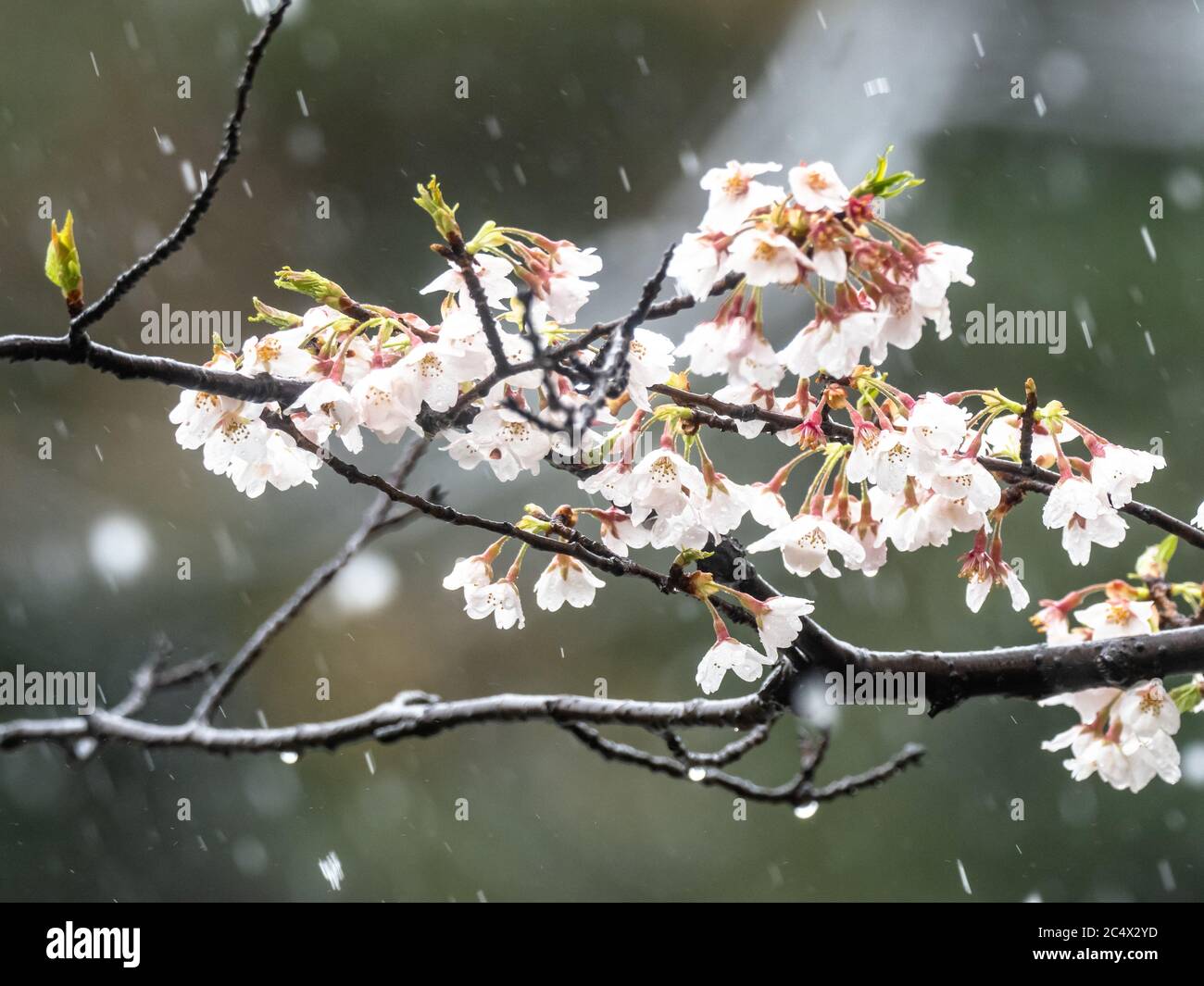 Japanese Cherry Blossoms Sakura Bloom While Covered In Snow In A Small Park Near Yokohama Japan During A Rare Spring Winter Storm Stock Photo Alamy Japanese Cherry Blossoms Sakura Bloom While Covered In Snow In A Small Park Near Yokohama Japan During A Rare Spring Winter Storm Stock Photo Alamy