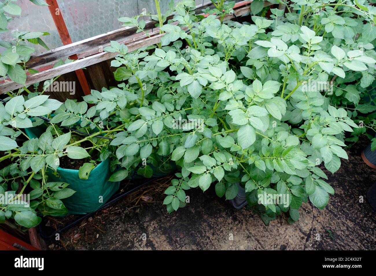 Growing Potatoes In Bags High Resolution Stock Photography and Images -  Alamy
