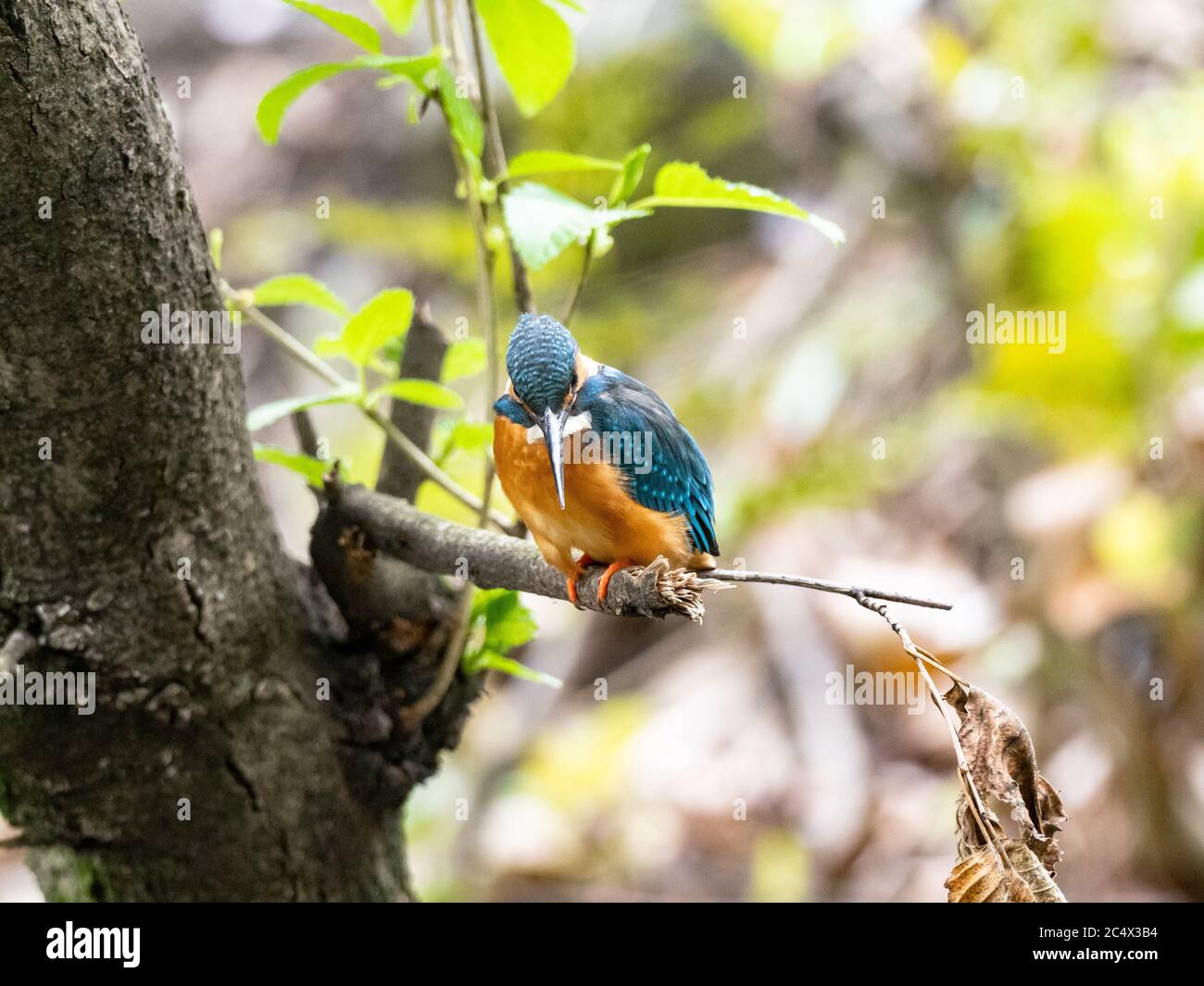 A colorful common kingfisher, Alcedo atthis bengalensis, perches in a tree branch while fishing in a small park pond near Yokohama, Japan. Stock Photo