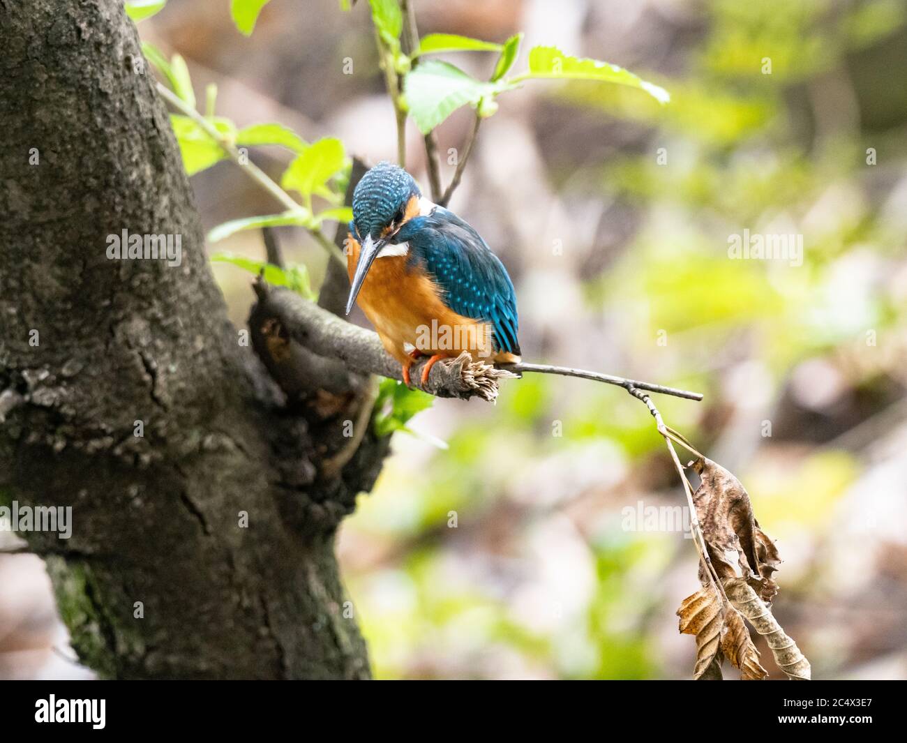 A colorful common kingfisher, Alcedo atthis bengalensis, perches in a tree branch while fishing in a small park pond near Yokohama, Japan. Stock Photo