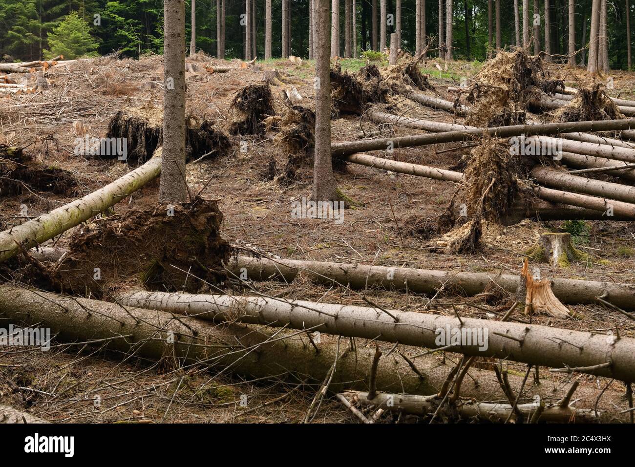 Fallen trees, uprooted spruces after strong winds, storm damages next to a clear cutted area due to forest dieback after bark beetle attack, North Rhi Stock Photo