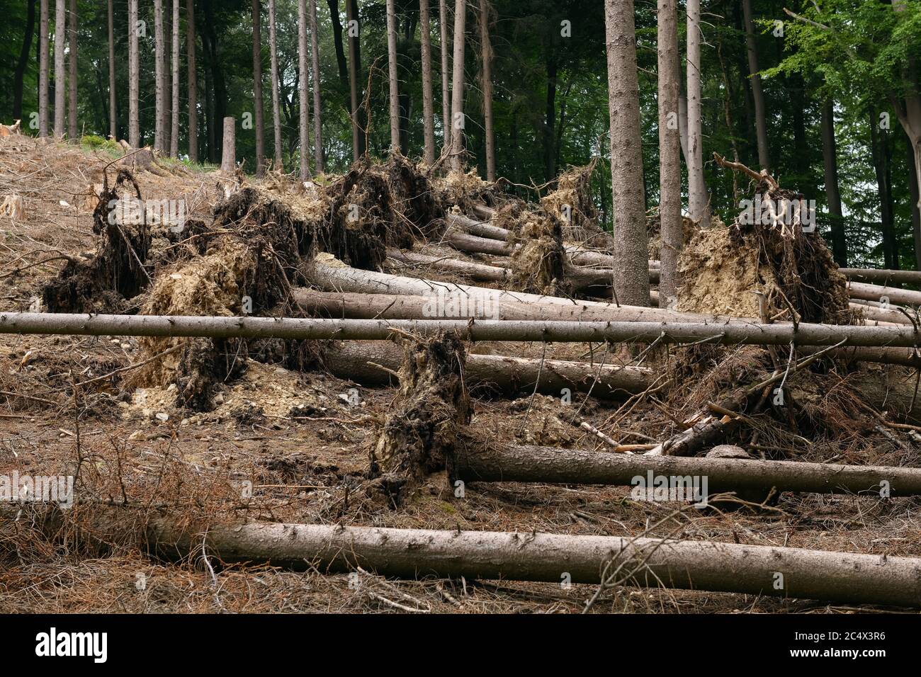 Uprooted spruces, fallen trees after strong winds, storm damage next to a clear cutted area due to forest dieback after bark beetle attack, North Rhin Stock Photo