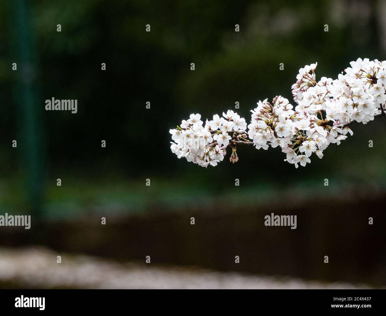 Japanese cherry blossoms, sakura, bloom while covered in snow in a ...
