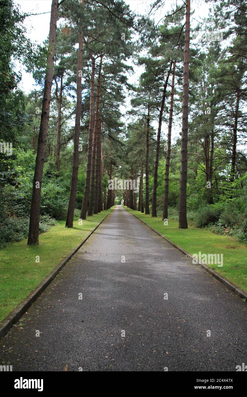 road through an avenue of trees Stock Photo