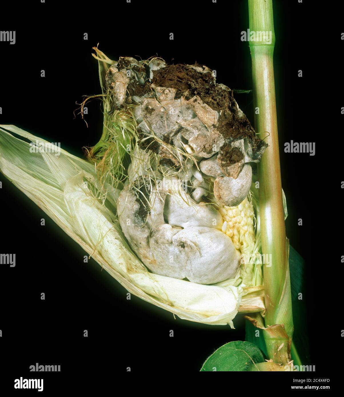 Maize or corn smut (Ustilago maydis) smutted, enlarged and distorted grains on an infected maize cob (Zea mays) Stock Photo