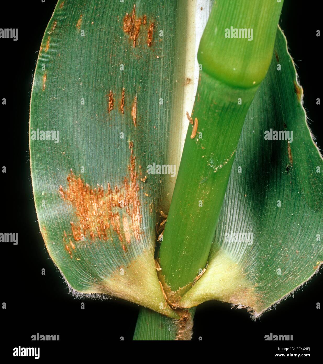 Corn, maize or sorghum rust (Puccinia sorghi) fungus disease pustules on maize or corn leaf, Illinois, USA Stock Photo