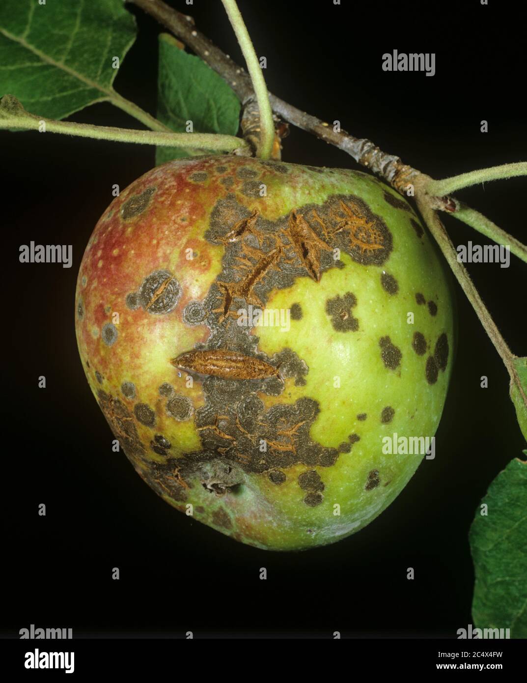 Apple scab (Venturia inaequalis) lesions and cracking on ripe on apple fruit, New York State, USA, September Stock Photo