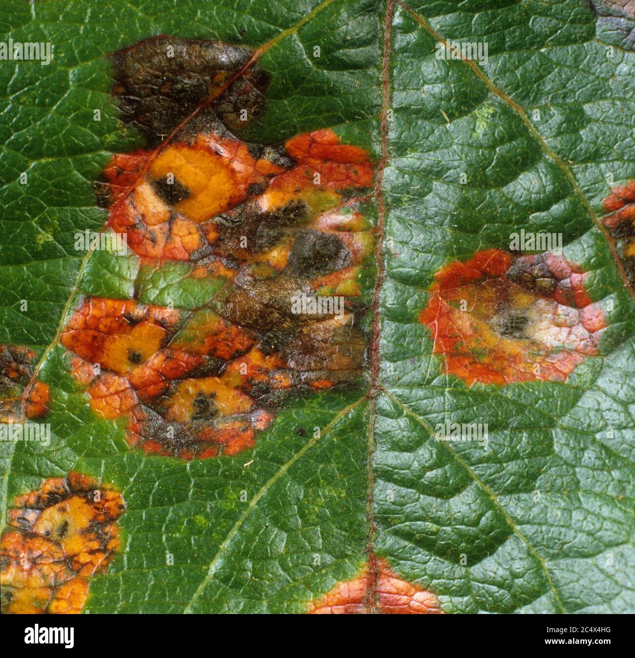 Cedar apple rust (Gymnosporangium juniperi-virginianae) lesions on the upper leaf surface of an apple leaf, New York, USA, September Stock Photo