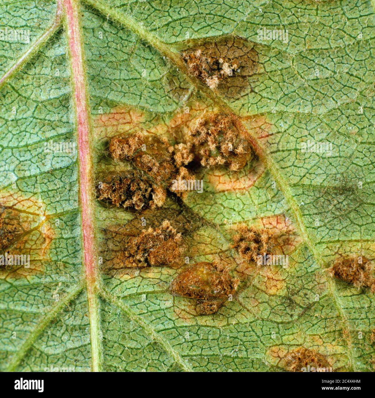 Cedar apple rust (Gymnosporangium juniperi-virginianae) pustules on the underside of an apple leaf, New York, USA, September Stock Photo