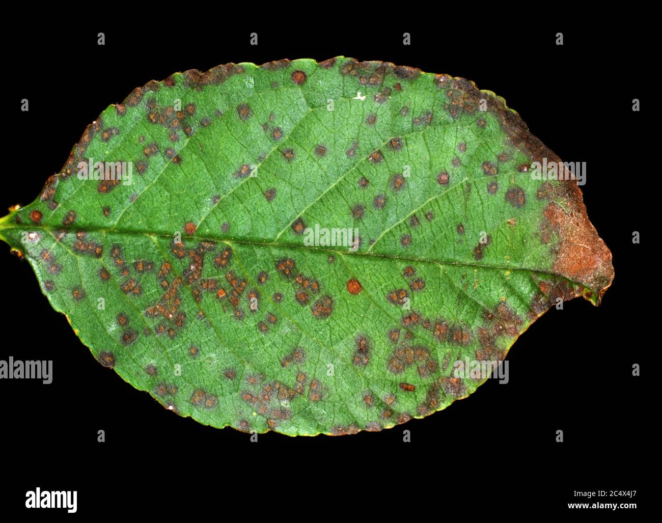 Cherry leaf spot (Blumeriella jaapii) small circular fungal disease lesions on the leaf of a sour cherry leaf, New York, USA, September Stock Photo