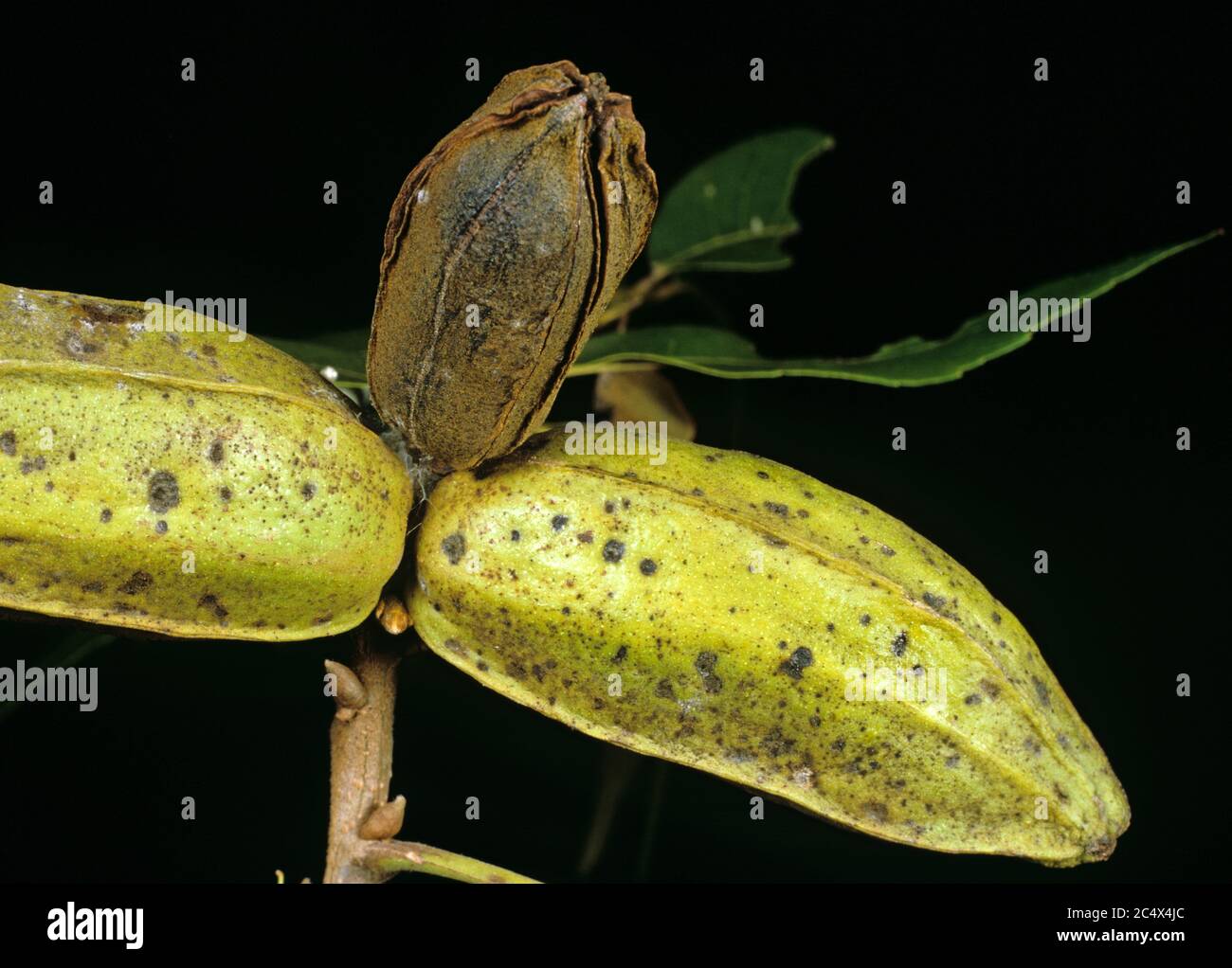 Pecan scab (Cladosporium caryigenum) damage to pecan nut shells from an orchard, Florida, USA, September Stock Photo