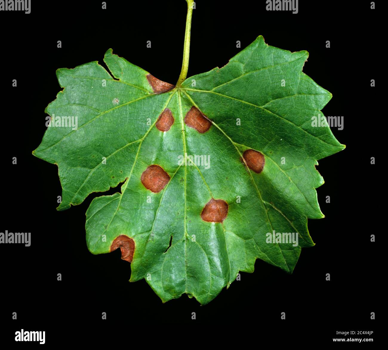 Black rot (Guignardia bidwellii f. muscadinii) leaf spot lesions on muscadine grapevine, Florida, USA, May Stock Photo