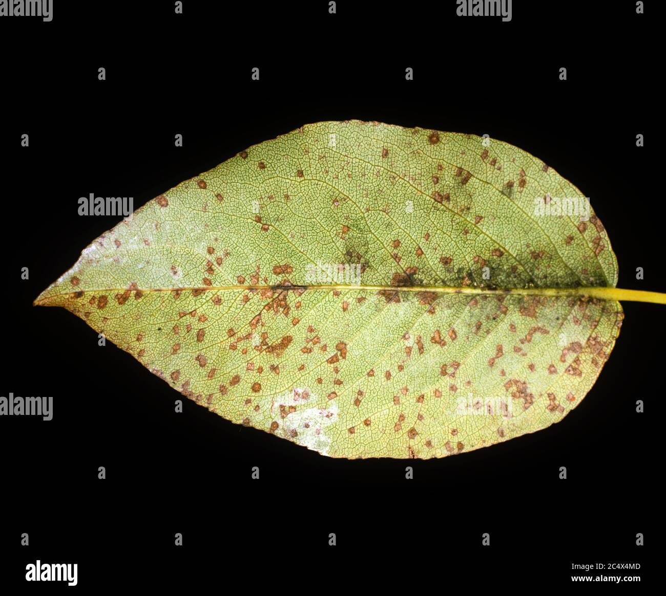 Fabraea leaf spot (Diplocarpon mespili) severe spotting caused by fungal disease to pear leaf lower surface, Florida, USA Stock Photo