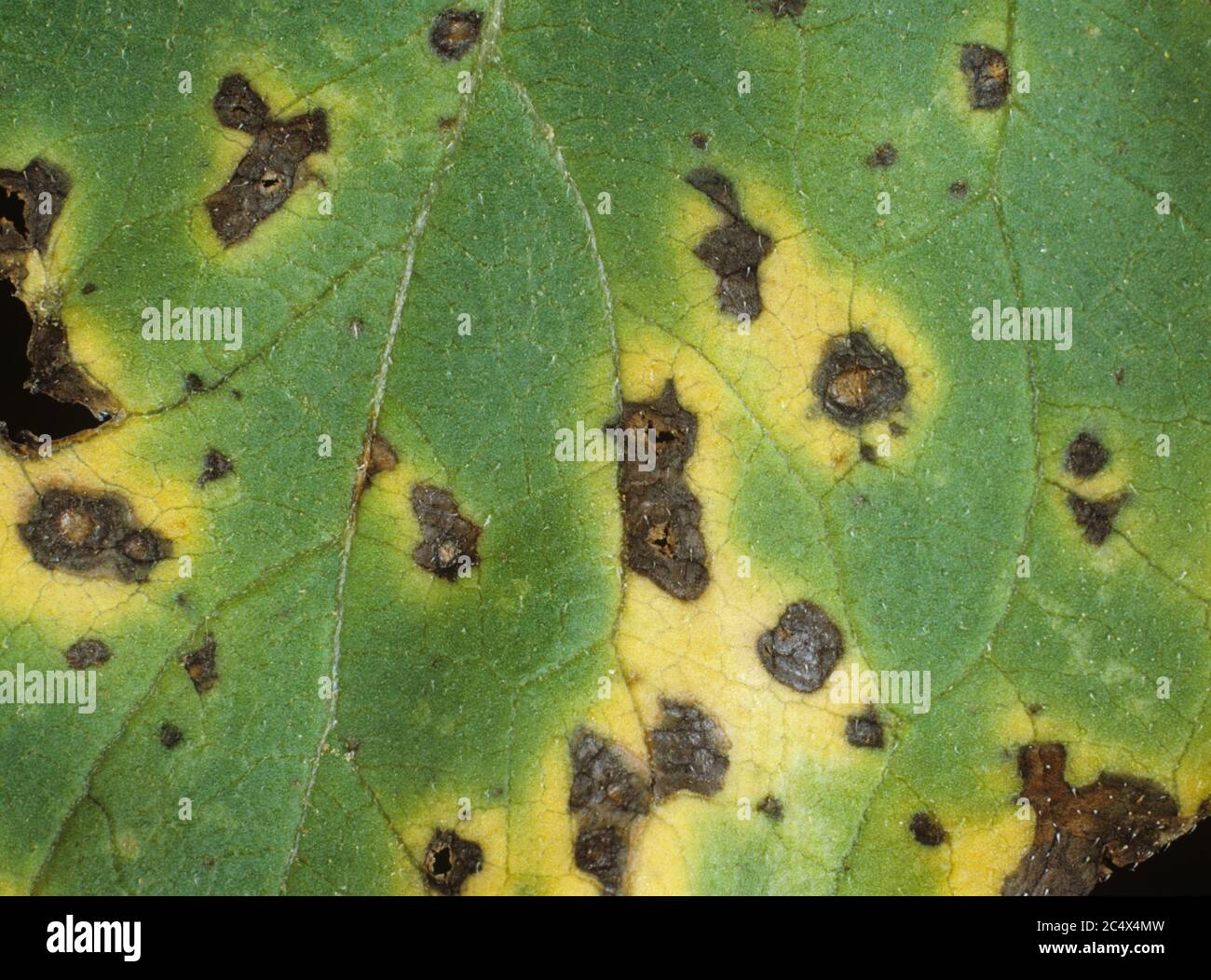 Leaf spot or alternaria blight (Alternaria helianthi) discreet spots with a chlorotic halo on a sunflower leaf, France Stock Photo