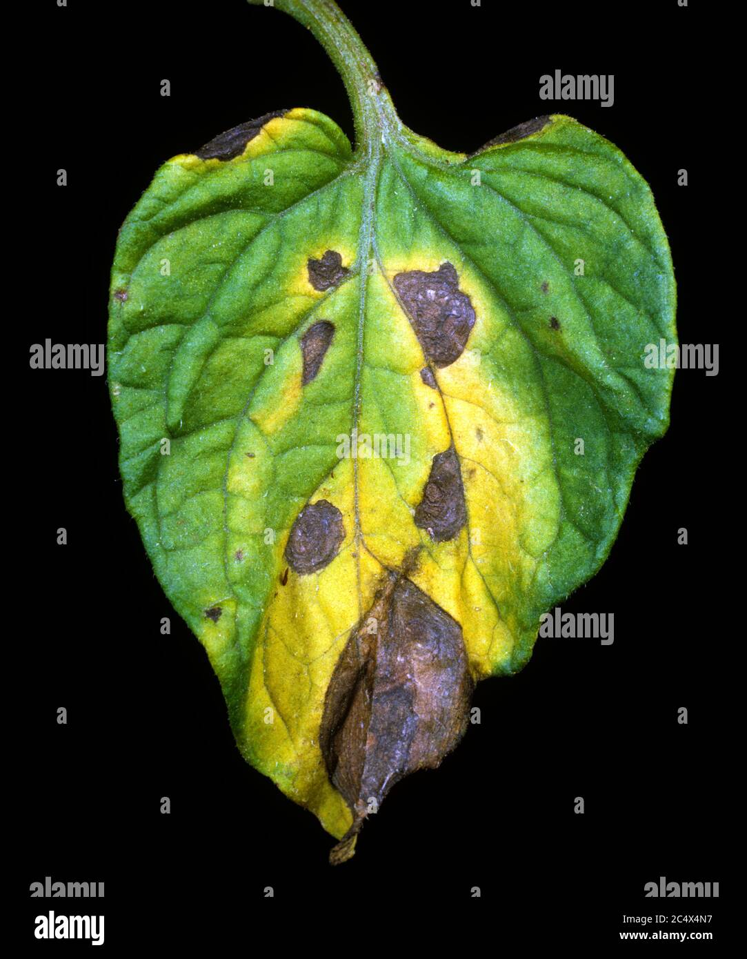 Early blight or target spot (Alternaria solani) discreet necrotic lesions and some chlorosis on a tomato leaflet, New York, USA, May. Stock Photo