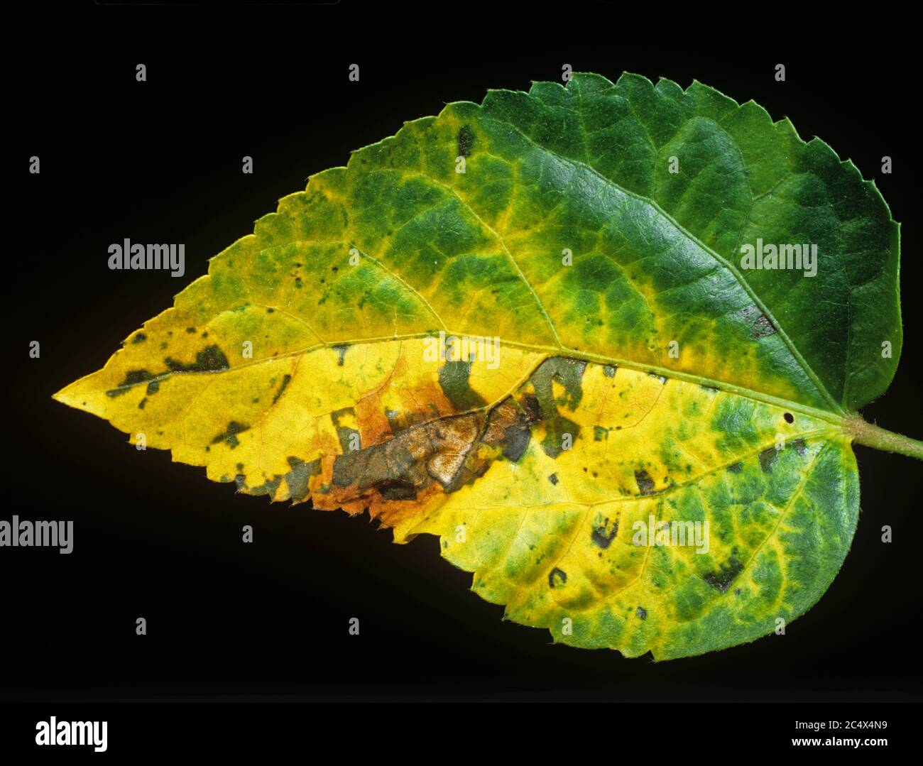 Angular leaf spot (Xanthomonas  axonopodis pv. malvacearum) necrotic lesions and chloriosis on a Hisbiscus leaf, Florida, USA Stock Photo