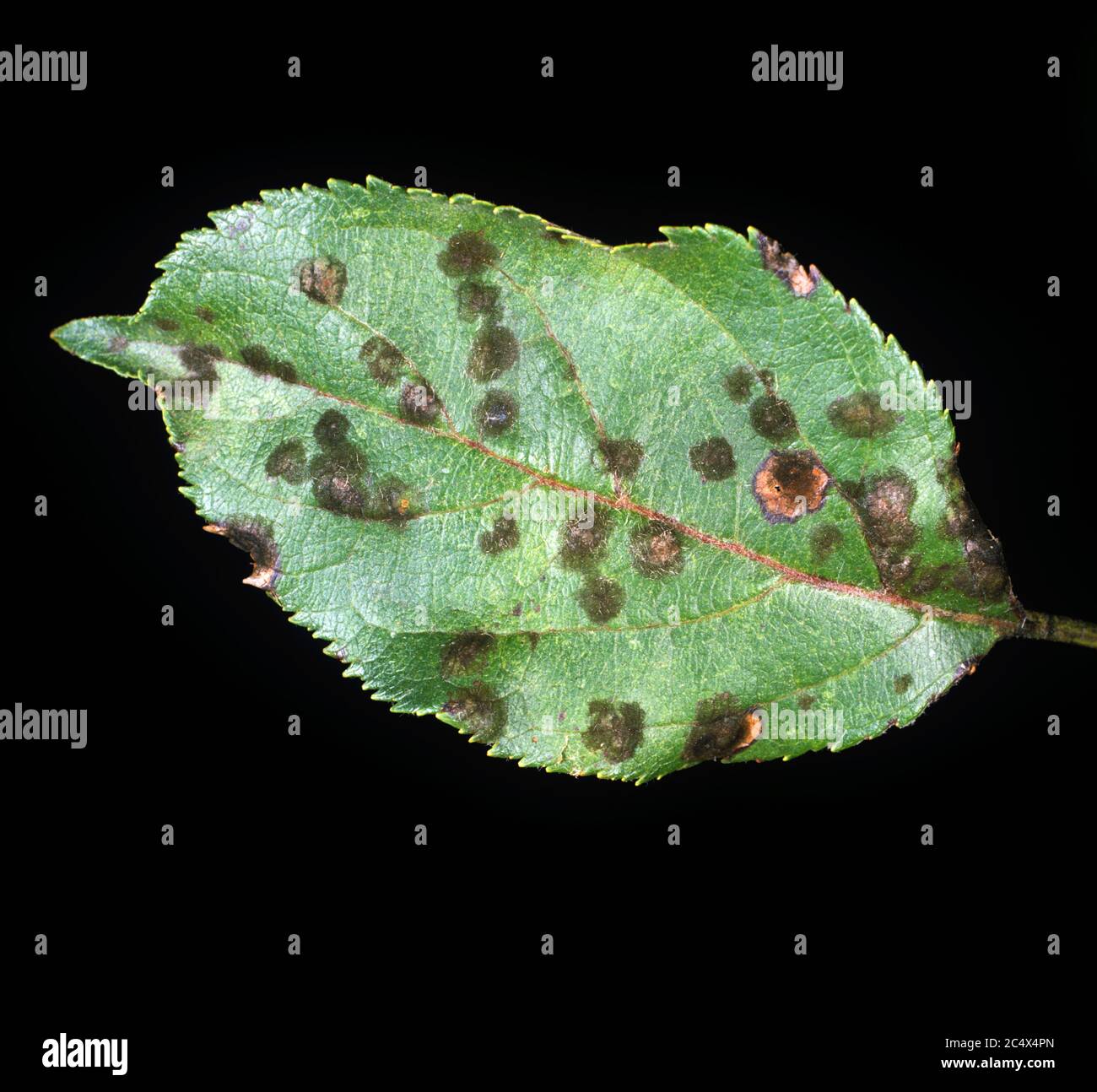 Apple scab (Venturia inaequalis) infection spots germinated from a spore shower on an apple leaf, New York, USA, Stock Photo