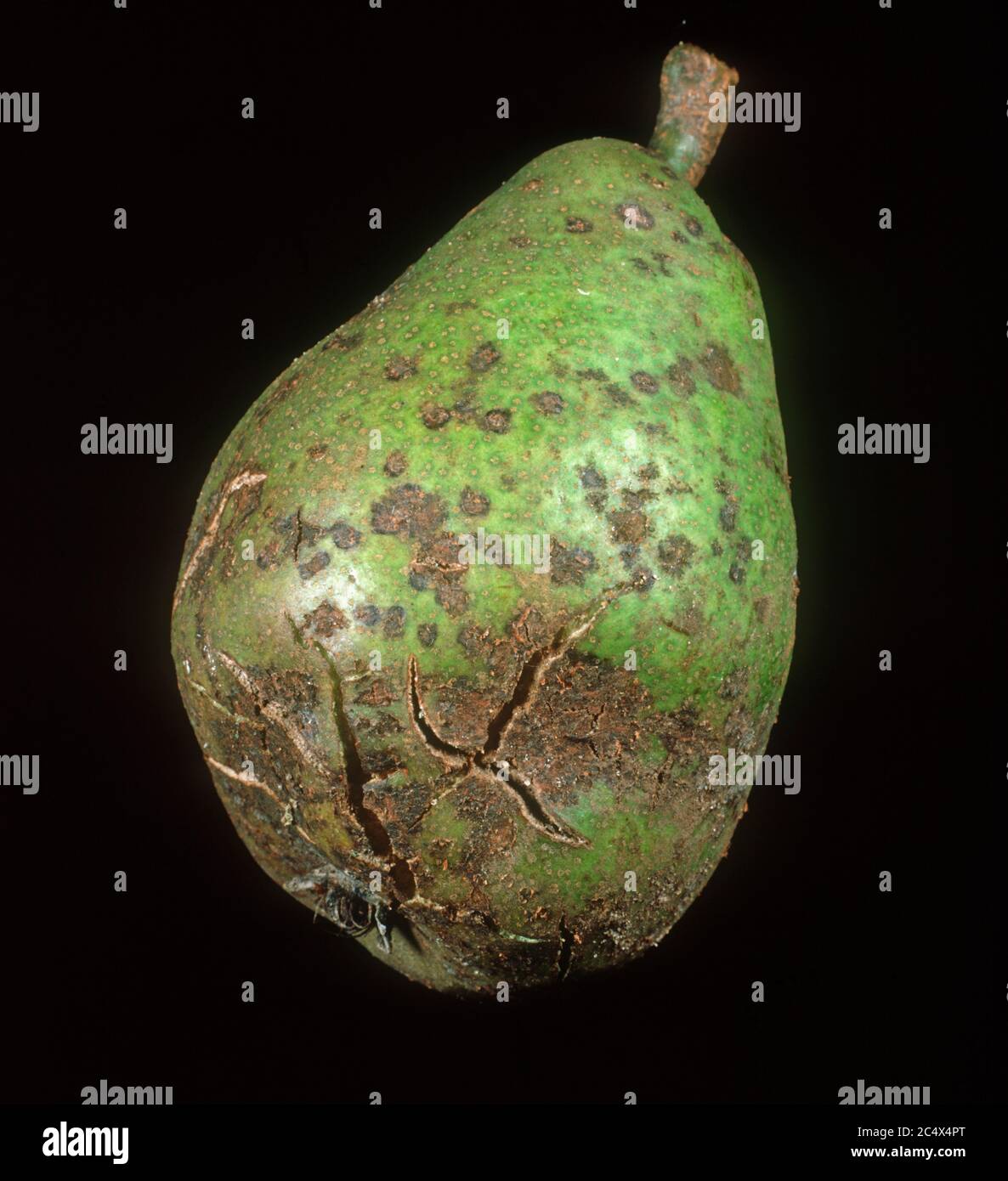 Pear scab (Venturia pyrina) severe spotting and cracking damage to a pear fruit Stock Photo