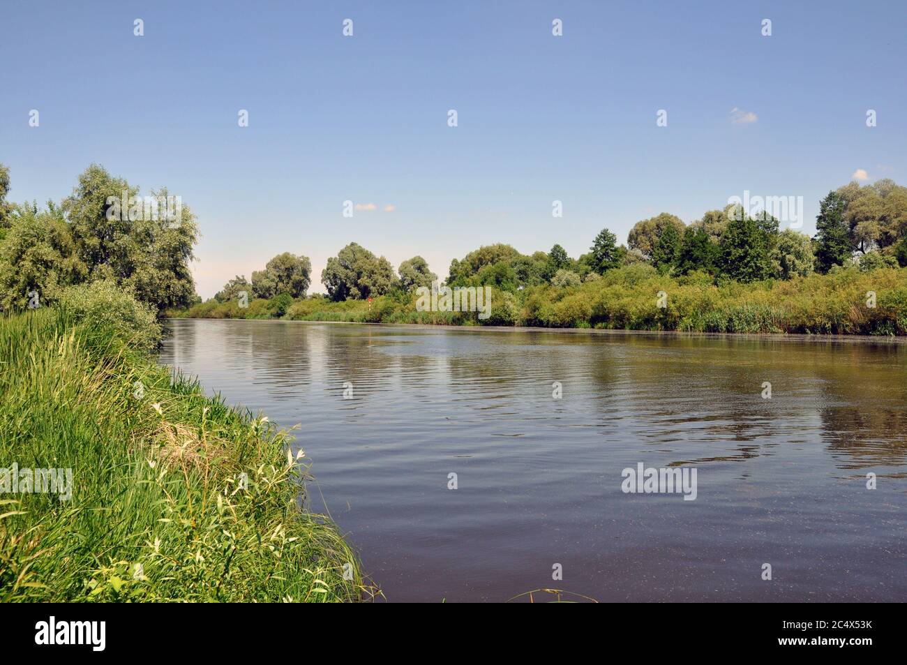 Landscape overlooking the river on a calm summer day. Pripyat River. Stock Photo