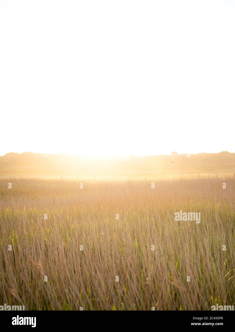 Beautiful golden glow hi-res stock photography and images - Alamy