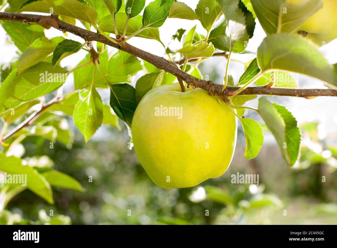 Poland is third largest apple producer in the world. Here Harvesting