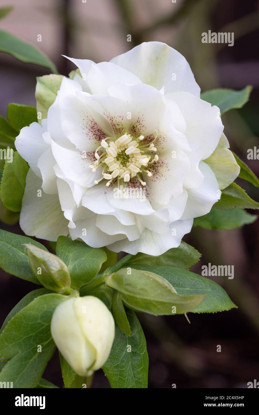 helleborus orientalis in white Double Ellen White macro Stock Photo