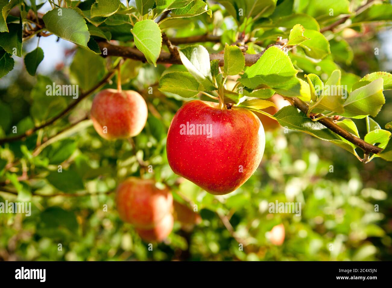 Poland is third largest apple producer in the world. Here Harvesting
