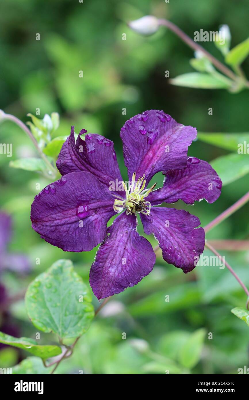 clematis viticella in purple macro Stock Photo