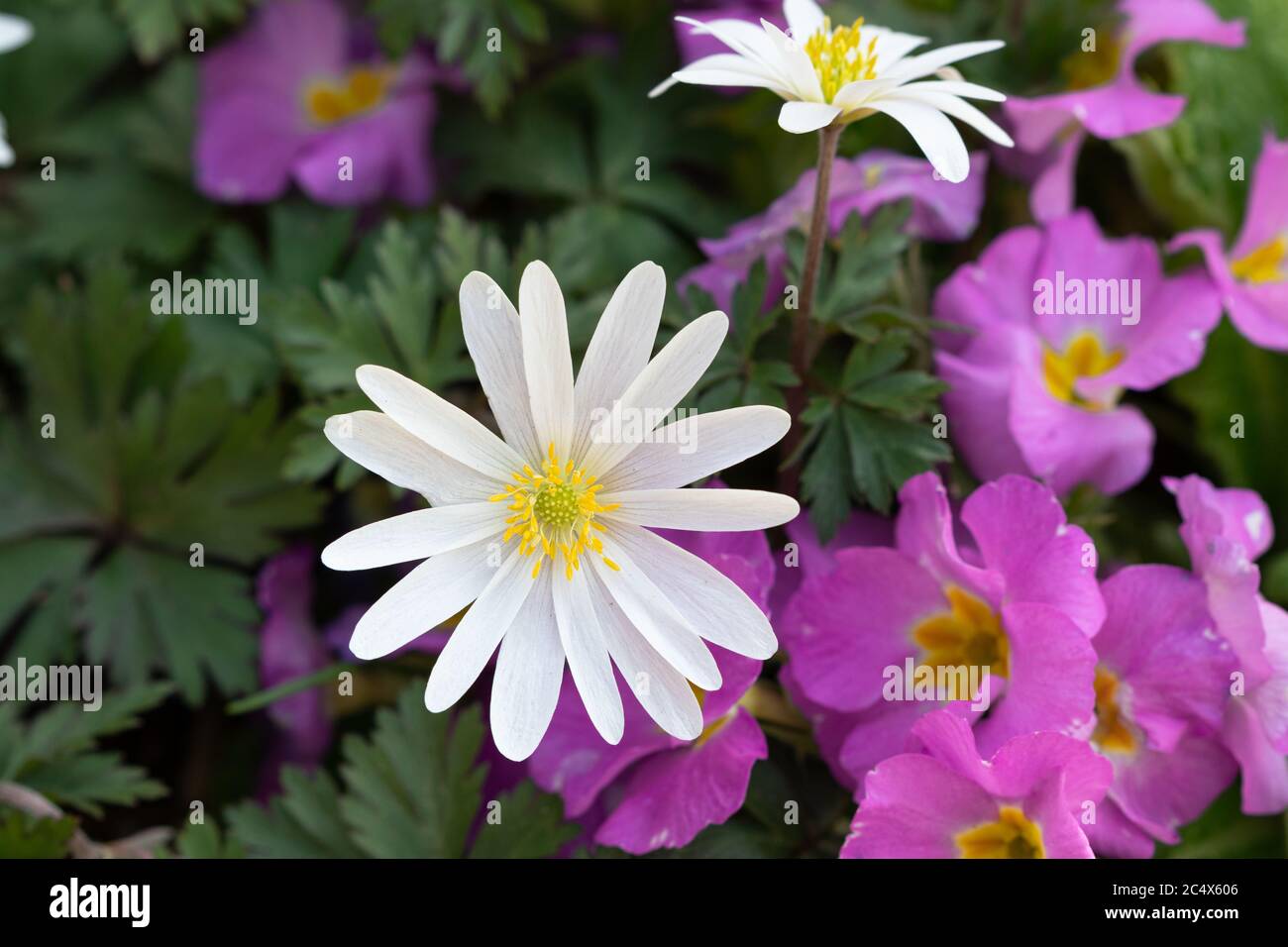 anemone blanda in white and primrose in pink macro Stock Photo