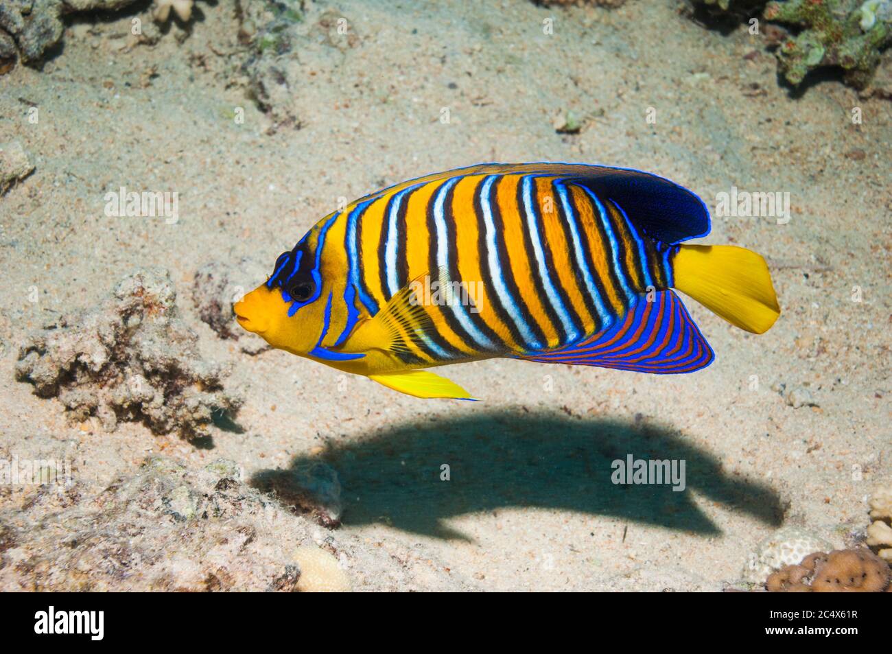 Regal angelfish [Pygoplites diacanthus].  Egypt, Red Sea. Stock Photo