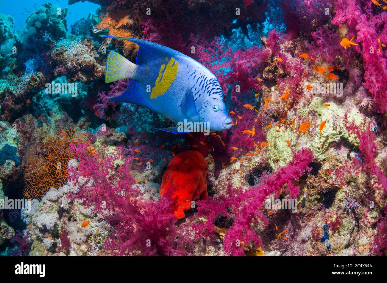 Yellowbar angelfish [Pomacanthus maculosus] swimming past soft corals.  Egypt, Red Sea. Stock Photo
