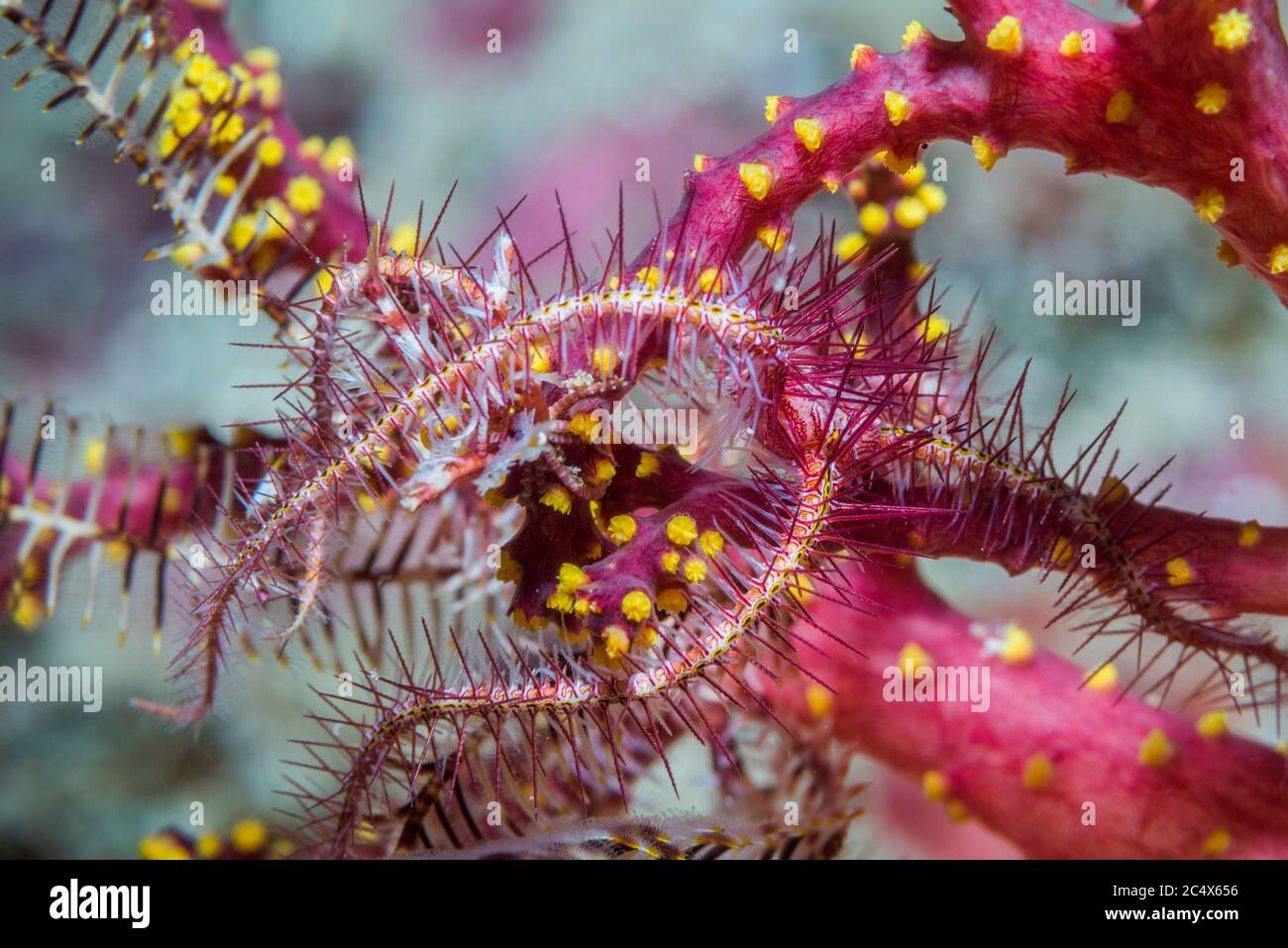 Brittlestar [Ophiothrix species] on soft coral.  West Papua, Indonesia.  Indo-West Pacific. Stock Photo