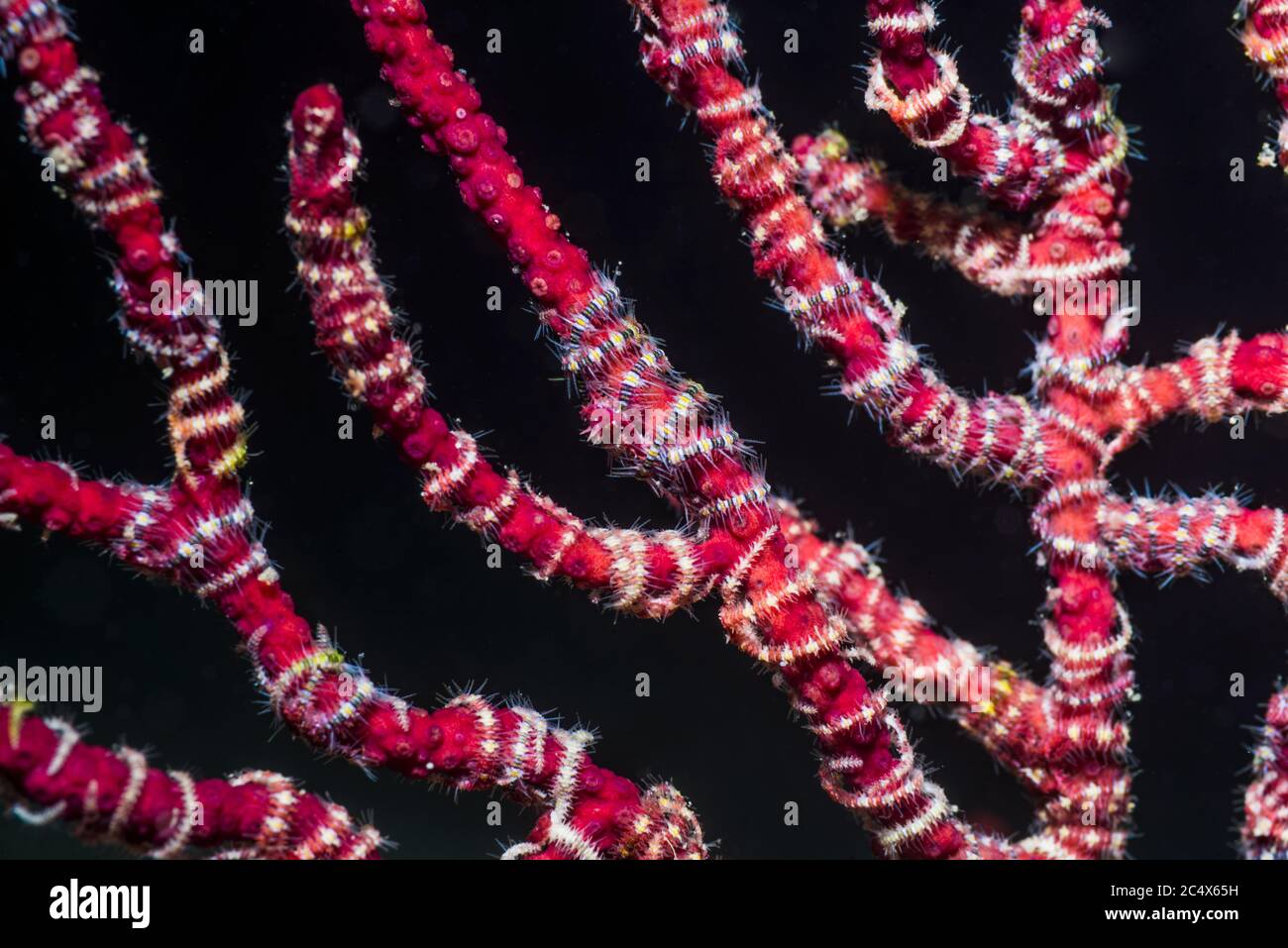 Brittlestars on gorgonian branches [Ophiopholis species].  West Papua, Indonesia.  Indo-West Pacific. Stock Photo