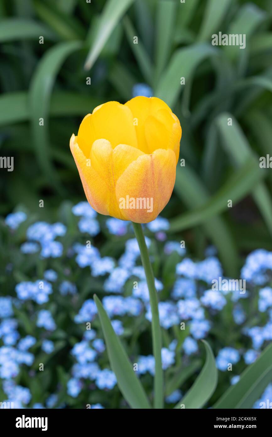 yellow tulip macro and forget me not flowers Stock Photo