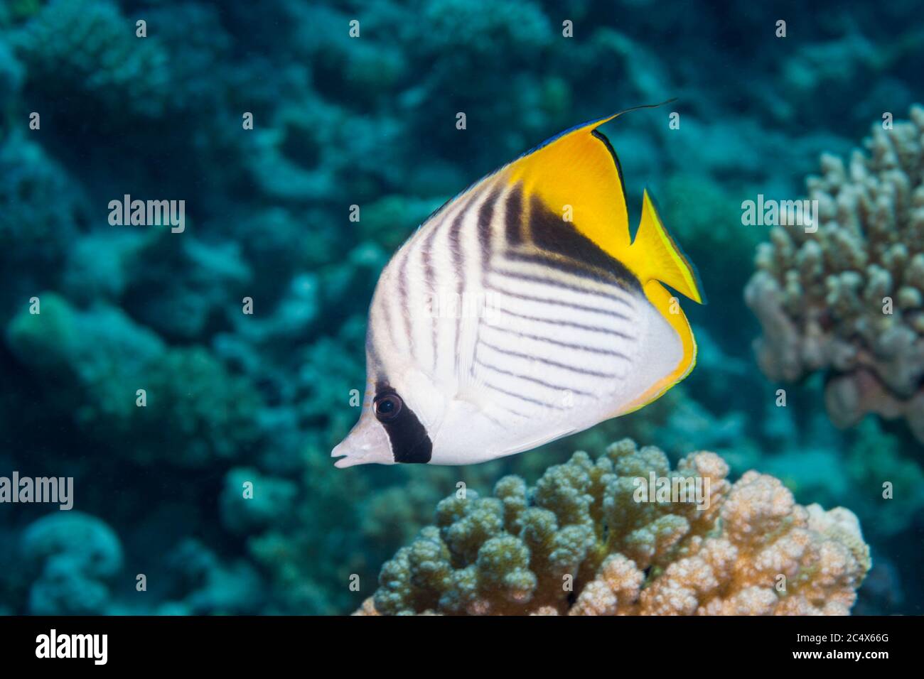 Threadfin butterflyfish (Chaetodon auriga).  Red Sea form.  Egypt, Red Sea. Stock Photo